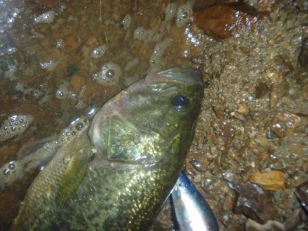 連休ラストバス