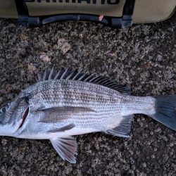 昼は暑い→夜釣り