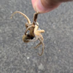 台風直前キス釣り