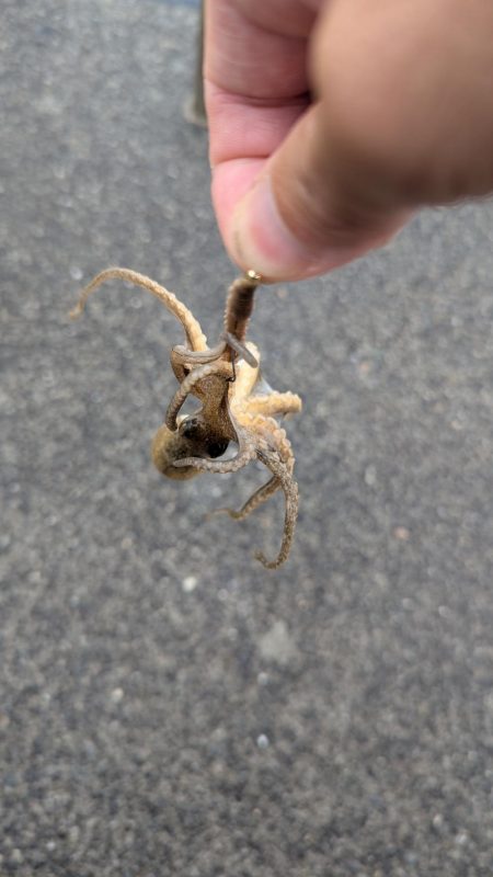 台風直前キス釣り