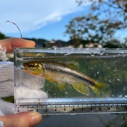 カワムツと遊ぶ