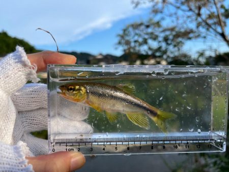 カワムツと遊ぶ