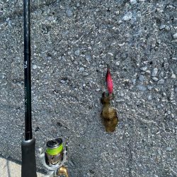 やはりまだちっちゃかった………