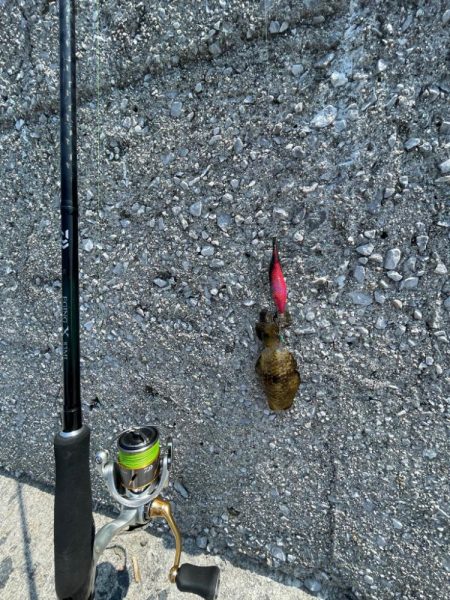 やはりまだちっちゃかった………