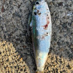 ジグサビキ　34