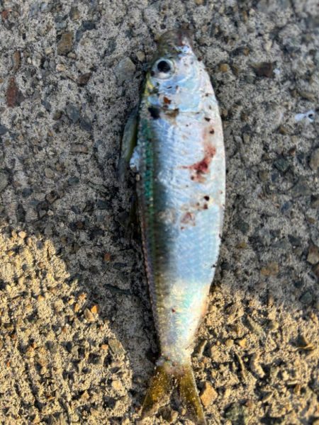 ジグサビキ　34