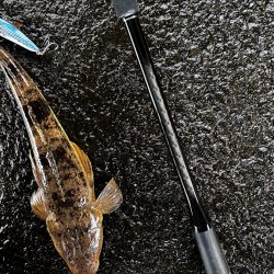 高水温の時はマゴチ率高め!!