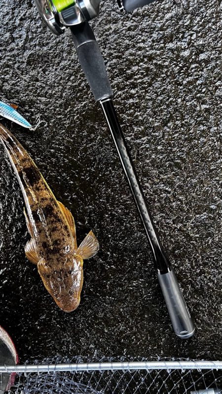 高水温の時はマゴチ率高め!!