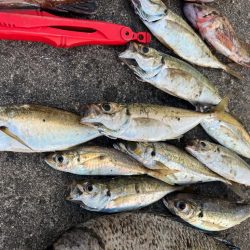 ガシラたくさん釣れました