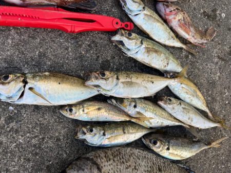 ガシラたくさん釣れました