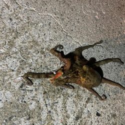 リベンジ達成！？