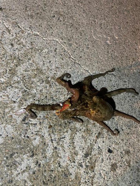 リベンジ達成！？