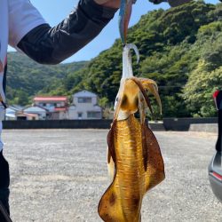 晩夏のエギング