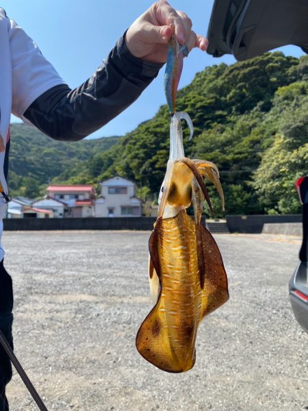 晩夏のエギング