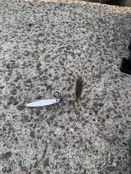 アジの活性があがってきた！