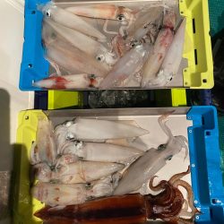 まだまだ暑いイカメタル