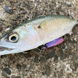 ツバス祭りの岸和田一文字にゃ！