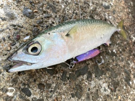 ツバス祭りの岸和田一文字にゃ！