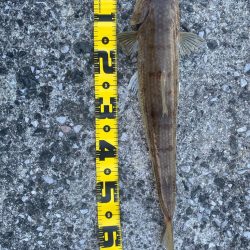 真夏のショアジギング