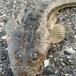 ステルス フィッシュ