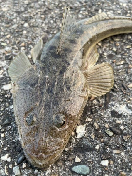 ステルス フィッシュ