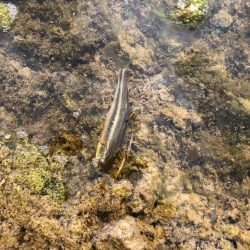 重信川のカワムツ