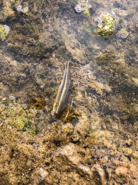 重信川のカワムツ