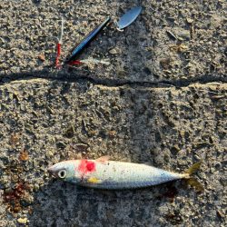 ジグサビキ　25