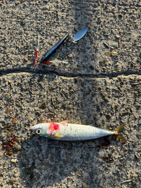 ジグサビキ　25