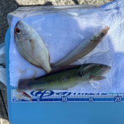 キス釣り、アジ釣り