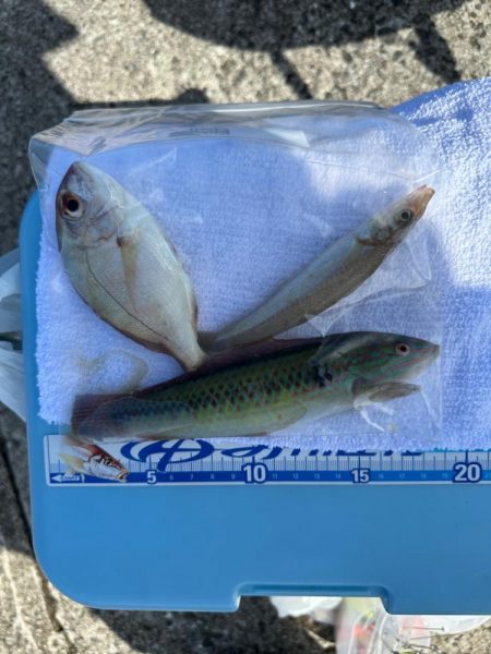 キス釣り、アジ釣り