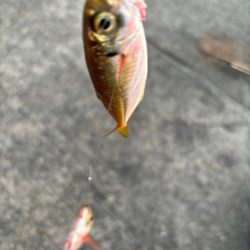 ジグサビキ　26