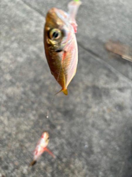 ジグサビキ　26