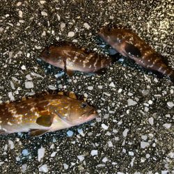 アコウ活性高！