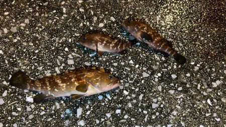 アコウ活性高！