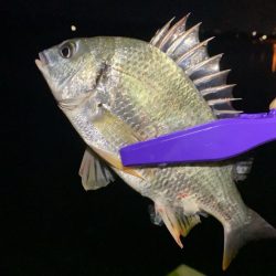 メバリング釣査