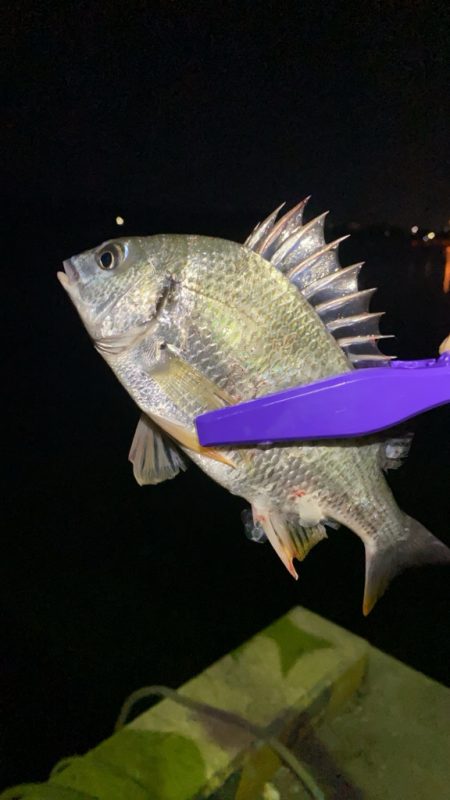 メバリング釣査