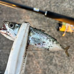 ジグサビキ　32