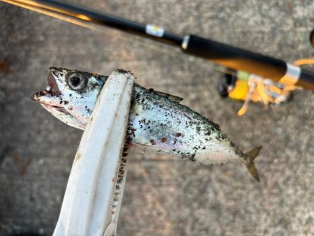 ジグサビキ　32