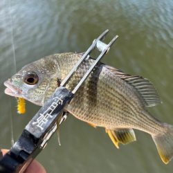 サヨリング、キビング