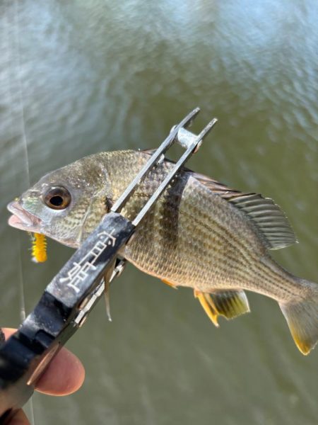 サヨリング、キビング