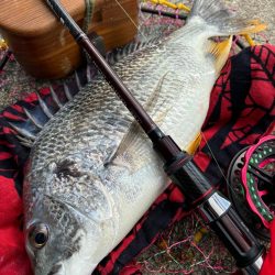 ヘチってきました