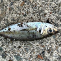 ジグサビキ　28