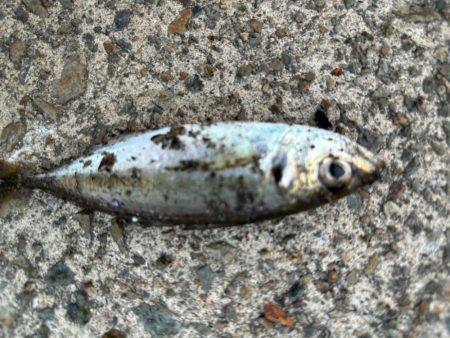 ジグサビキ　28