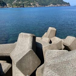 早めの秋イカ開幕