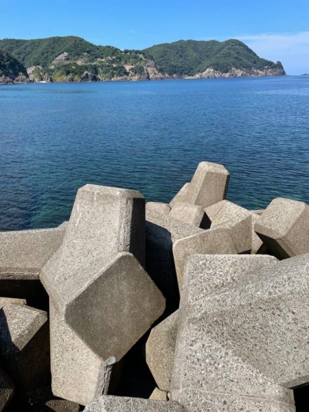 早めの秋イカ開幕