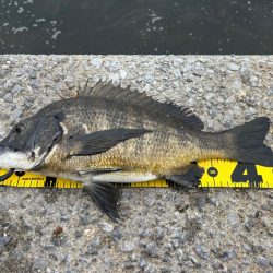 久々のチヌ釣り