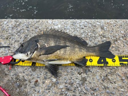 久々のチヌ釣り