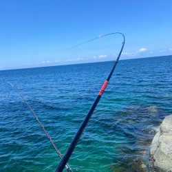 釣れれば40cmオーバーのチヌ