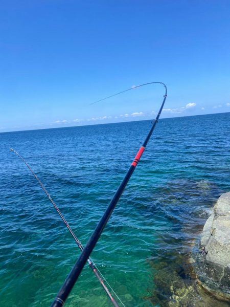 釣れれば40cmオーバーのチヌ